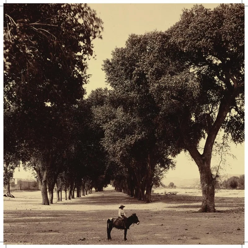 Sepia avenue — long Latin American boulevard