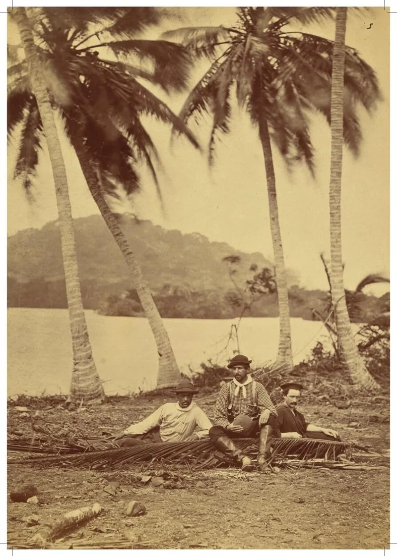 Sepia heritage photograph — a Latin American palm grove